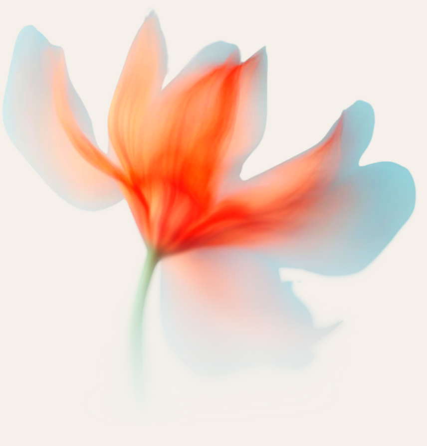 Claura case studies decorative floral element